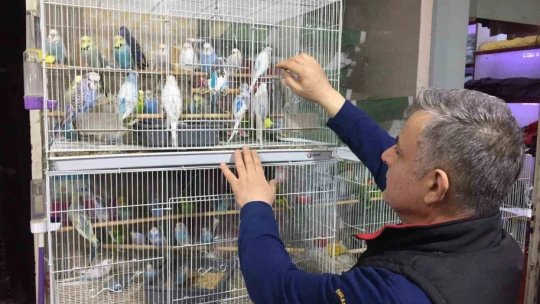 Depremi önceden haber verdiğine inanılan muhabbet kuşlarına yoğun ilgi