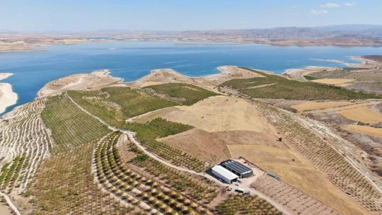 Devletten destek aldı, bin dönüm arazi üzerine ektiği bademlerin hasadına başladı