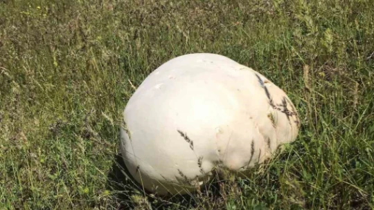 Doğada gezintiye çıkan köylüler 4 kiloluk dev mantar buldu