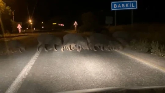 Domuz sürüsü araçlara aldırış etmeden karşıya geçti