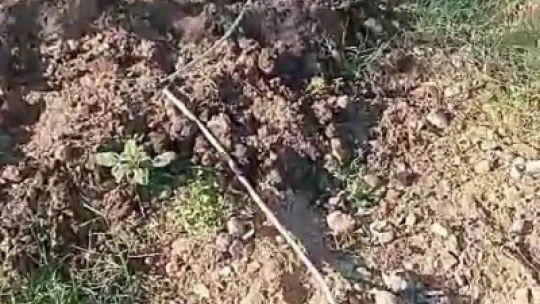 Domuzlar bahçeyi talan etti