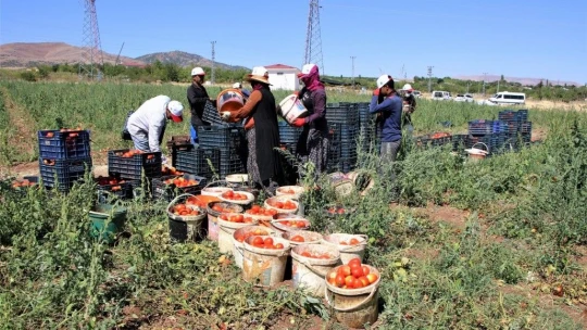 Dünya sofralarına lezzet katacak kurutmalık domatesin hasadı başladı