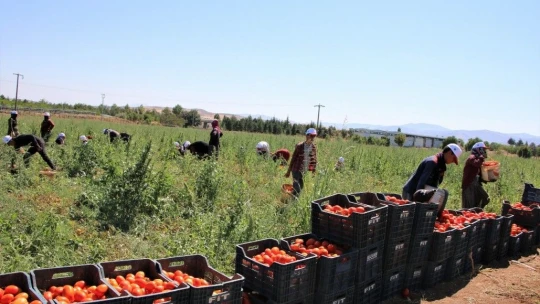 Dünya sofralarına lezzet katacak kurutmalık domatesin hasadı başladı