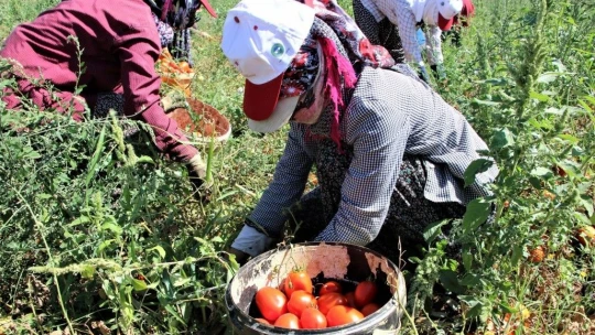 Dünya sofralarına lezzet katacak kurutmalık domatesin hasadı başladı