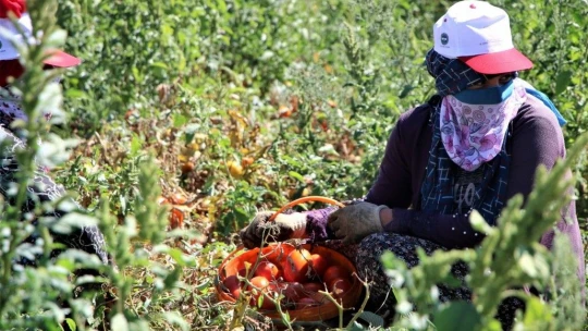 Dünya sofralarına lezzet katacak kurutmalık domatesin hasadı başladı