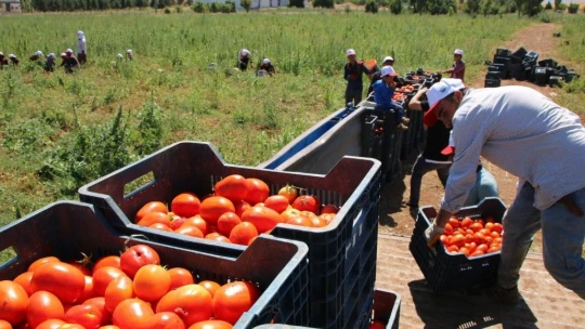 Dünya sofralarına lezzet katacak kurutmalık domatesin hasadı başladı