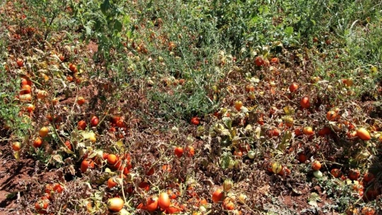 Dünya sofralarına lezzet katacak kurutmalık domatesin hasadı başladı