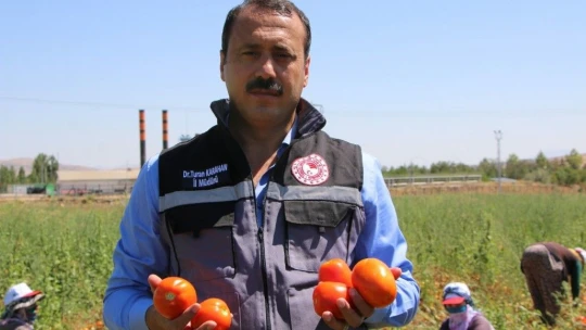 Dünya sofralarına lezzet katacak kurutmalık domatesin hasadı başladı