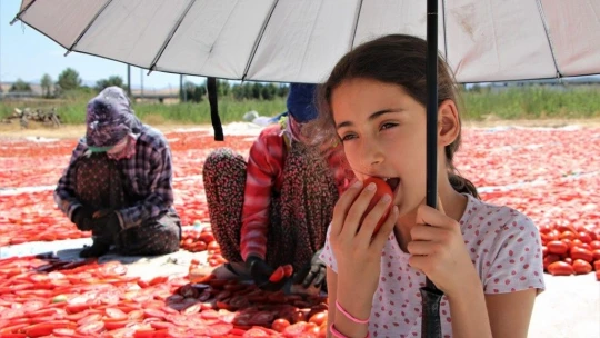 Dünya sofralarına lezzet katacak kurutmalık domatesin hasadı başladı