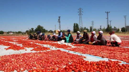 Dünya sofralarına lezzet katacak kurutmalık domatesin hasadı başladı