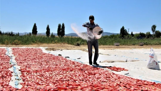Dünya sofralarına lezzet katacak kurutmalık domatesin hasadı başladı