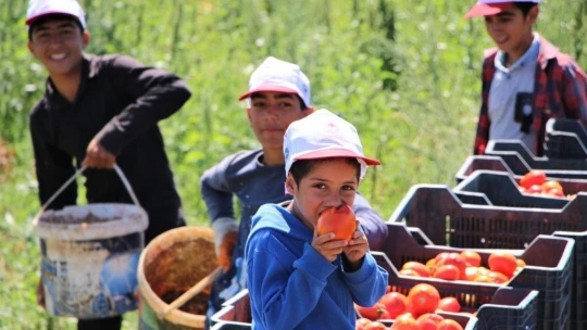 Dünya sofralarına lezzet katacak kurutmalık domatesin hasadı başladı