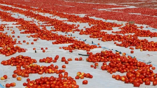 Dünya sofralarına lezzet katacak kurutmalık domatesin hasadı başladı