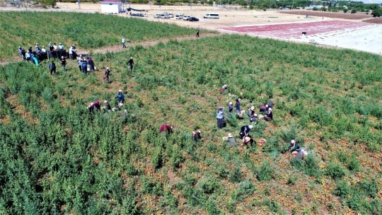 Dünya sofralarına lezzet katacak kurutmalık domatesin hasadı başladı