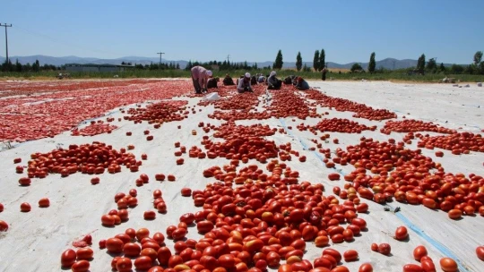 Dünya sofralarına lezzet katacak kurutmalık domatesin hasadı başladı