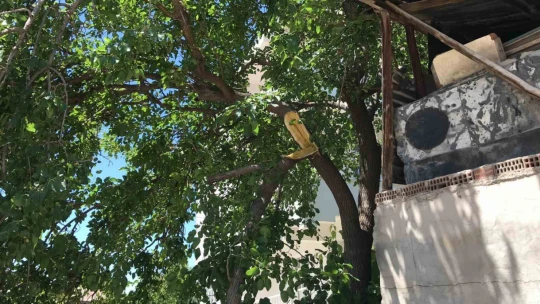 Dut silkelerken ağaçtan düşen adam ağır yaralandı