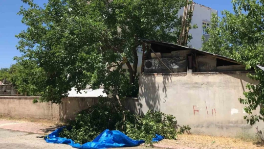 Dut silkelerken ağaçtan düşen adam ağır yaralandı
