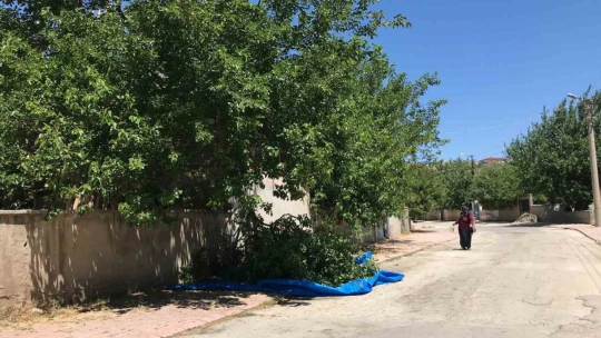 Dut silkelerken ağaçtan düşen adam ağır yaralandı