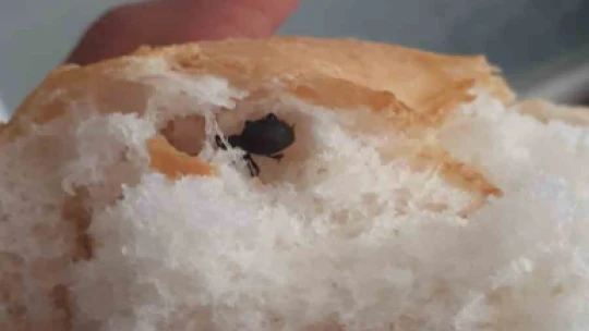 Ekmeğin içerisinden böcek çıktı