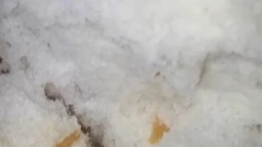 Ekmeğin içerisinden böcek çıktı