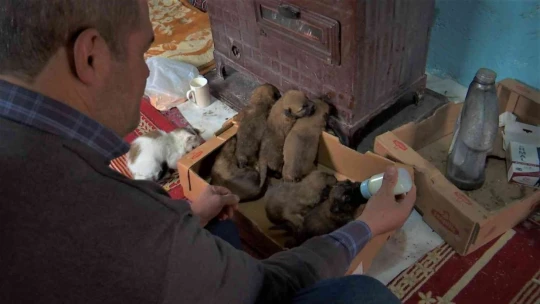 Eksi 3 derecede bulduğu 7 yavru köpeği evine getirip, sobanın önünde biberonla beslemeye başladı