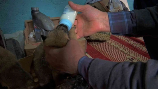 Eksi 3 derecede bulduğu 7 yavru köpeği evine getirip, sobanın önünde biberonla beslemeye başladı