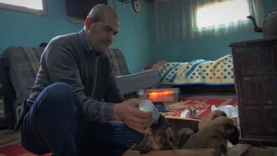 Eksi 3 derecede bulduğu 7 yavru köpeği evine getirip, sobanın önünde biberonla beslemeye başladı