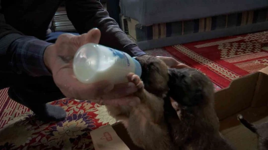 Eksi 3 derecede bulduğu 7 yavru köpeği evine getirip, sobanın önünde biberonla beslemeye başladı