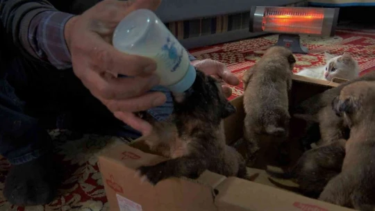 Eksi 3 derecede bulduğu 7 yavru köpeği evine getirip, sobanın önünde biberonla beslemeye başladı