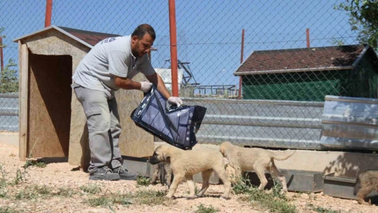 Elazığ Belediyesi Geçici Hayvan Bakım Merkezinde 6 yılda 14 bin 987 hayvan tedavi edildi