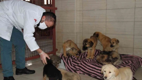 Elazığ Belediyesi Hayvan Hastanesi ve Bakım Evinde 5 binin üzerinde hayvan tedavi edildi