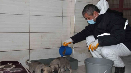 Elazığ Belediyesi Hayvan Hastanesi ve Bakım Evinde 5 binin üzerinde hayvan tedavi edildi