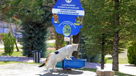 Elazığ Belediyesi, Ramazan ayı öncesi sokak hayvanlarını unutmadı