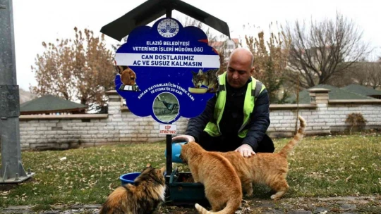 Elazığ Belediyesi, sokak hayvanlarını yalnız bırakmıyor