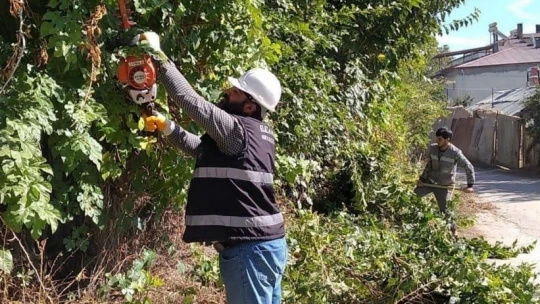 Elazığ Belediyesinden ağaç budama çalışması