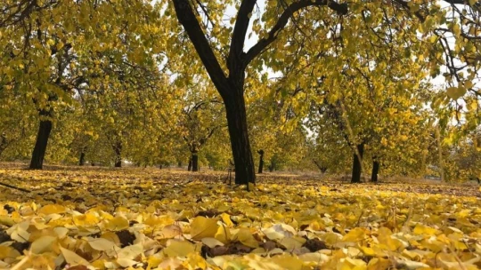 Elazığ'da 'altın yaprakların' sonbahar güzelliği