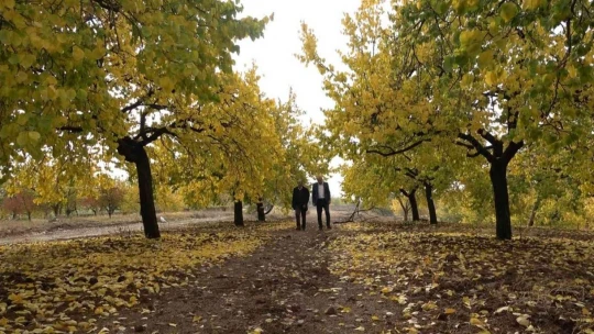 Elazığ'da 'altın yaprakların' sonbahar güzelliği