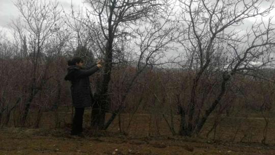 Elazığ'da 'Çedene kahvesinin' tescillenmesi üreticiyi sevindirdi