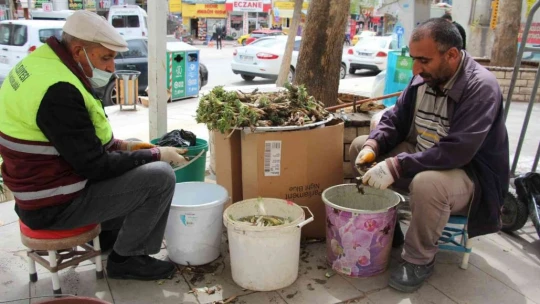 'Çiriş' ve 'Kenger' otu, tezgahlardaki yerini aldı