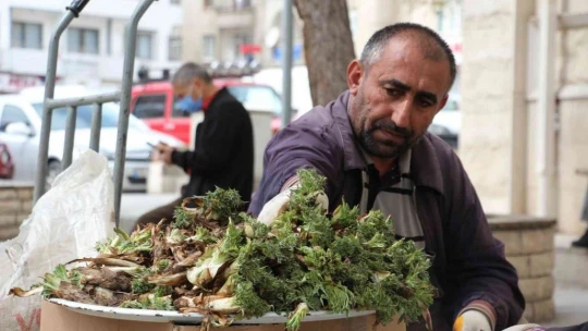 'Çiriş' ve 'Kenger' otu, tezgahlardaki yerini aldı