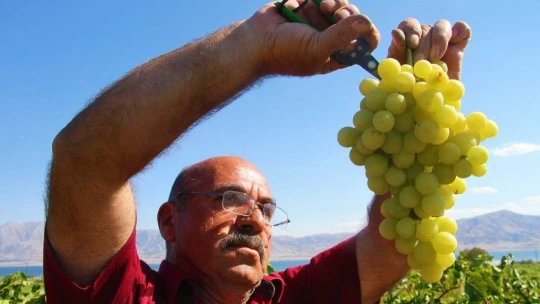 Elazığ'da Bağbozumu Dönemi Başladı.