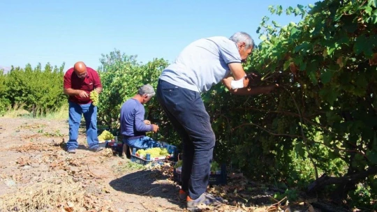 Elazığ'da Bağbozumu Dönemi Başladı.