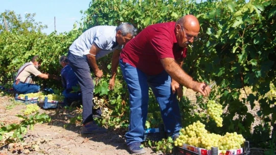 Elazığ'da Bağbozumu Dönemi Başladı.