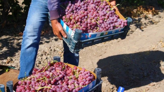 Elazığ'da Bağbozumu Dönemi Başladı.