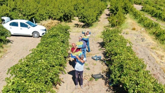 Elazığ'da Bağbozumu Dönemi Başladı.