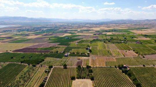 Elazığ'da Bağbozumu Dönemi Başladı.