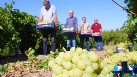 Elazığ'da Bağbozumu Dönemi Başladı.