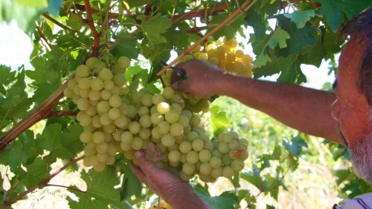 Elazığ'da Bağbozumu Dönemi Başladı.