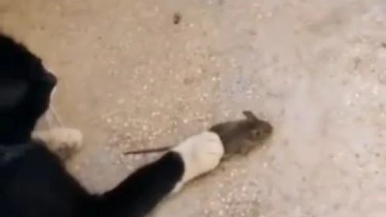 Elazığ'da 'kedinin fareyle oynadığı gibi oynamak' deyimi gerçek oldu