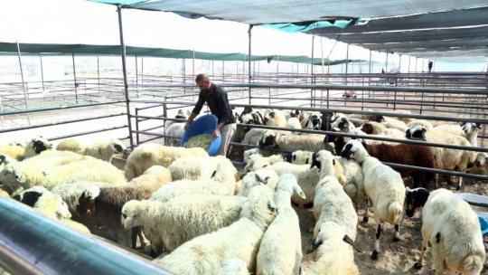 Kurban Satış ve Kesim Alanları Hazır